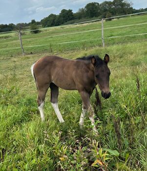 Typvoller Paint Horse Nachwuchs in Black Tobiano