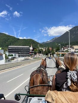 Sehr gut ausgebildetes Gespann (inklusive Kutsche) abzugeben