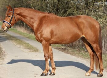 Feine Stute mit guten GGA