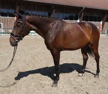 Feines Freizeitpferd / Dressurpferd