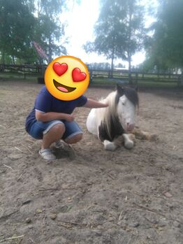 Braves Pony  zum Selbst ausbilden - ohne schlechte Erfahrungen