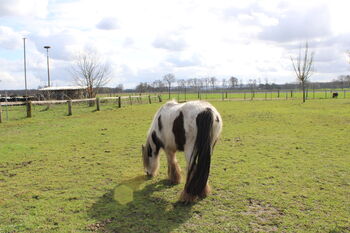 Braves Pony  zum Selbst ausbilden - ohne schlechte Erfahrungen