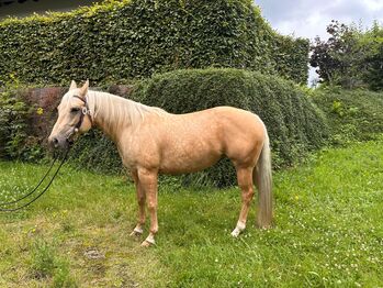 Gut gerittene, liebe Quarter Horse Stute, Kerstin Rehbehn (Pferdemarketing Ost), Konie na sprzedaż, Nienburg