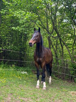 Braves Freizeitpferd, Carolina Kniza , Konie na sprzedaż, Kaisheim 