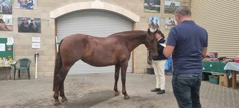 Well bred chestnut PRE mare available