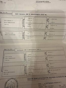 Ausgezeichnete Pferde zu verkaufen., József , Konie na sprzedaż, Orosházi út 170