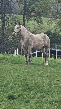 Reitbeteiligung zu vergeben (mit Kaufoption)