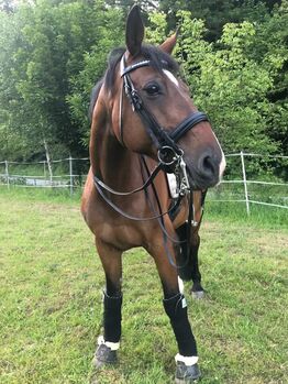 Kandare (Zaum inkl. Dressurkandare u. Unterlegtrense), Michelle, Bridles & Headstalls, Wiesthal