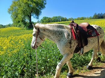 Double C Saddlery Custom Brand 1040 16 Zoll, Double C Saddlery Custom Brand, Lisa, Siodło westernowe , Lerchfeld