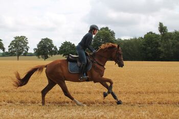 Doppelveranlagte, unerschrockene Stute für Sport & Freizeit, Pferdezucht PD, Horses For Sale, Hombrechtikon