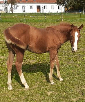 Doppelt Registriert Painthorse, Quarter Horse Hengst-Fohlen Reining,Ranchhorse, Silvi, Konie na sprzedaż, Nördlingen 