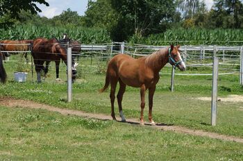 Doppelt registrierte Living Large Tochter, Kerstin Rehbehn (Pferdemarketing Ost), Horses For Sale, Nienburg