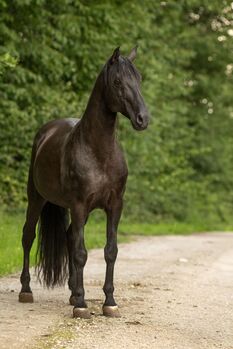 Dragon UCO - PRE Pura Raza Espanola, Deckhengst, 18 Jahre, Rappe mit Pearlgen