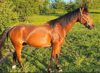 Traber Wallach, Privat, Horses For Sale, Waldstetten