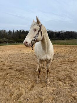 Traum-Appaloosa mit Charakter aus Gold sucht seinen Menschen