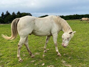 Traum-Appaloosa mit Charakter aus Gold sucht seinen Menschen, Kerstin Rehbehn (Pferdemarketing Ost), Horses For Sale, Nienburg