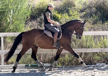 Traum-Dressur Lusitano, Rubi Enkel, Sibylle König, Horses For Sale, Sao Pedro da Cadeira