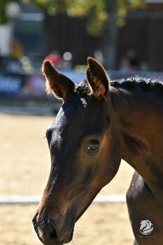 Traumfohlen von Dream Royal, E.C., Horses For Sale, Reichenfels