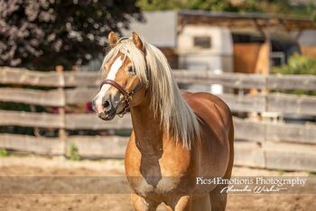 Traum Haflinger für jemand der selbst ausbilden möchte