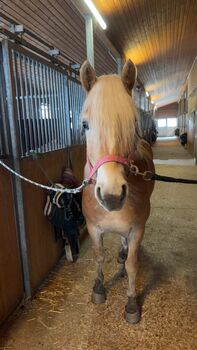 Traumhaflinger sucht Traumzuhause