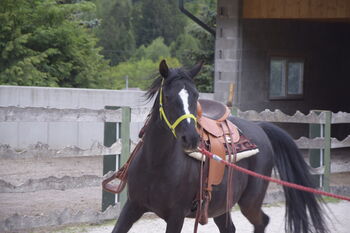 Traumpferd sucht Traumplatz