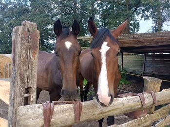 Traum Pferde mit Traum Abstammung, Gelände Hopser, Horses For Sale, Hope/Lindwedel