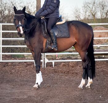 Traum Stute sucht das passende Zuhause