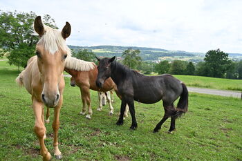 Traum Palomino PRE Stute