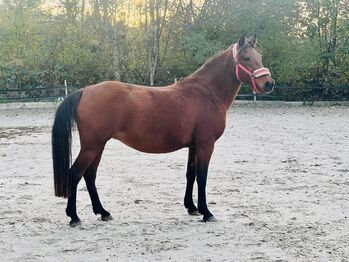 Traumpony Endmas stute, Jessica Henseler , Horses For Sale, Bötzingen 