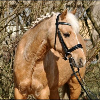 Traumponywallach, Dr. Schoenberg, Horses For Sale, Haibach ob der Donau