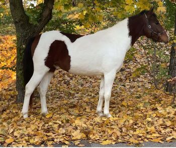 Traum Pony, Annette , Horses For Sale, St.pölten 