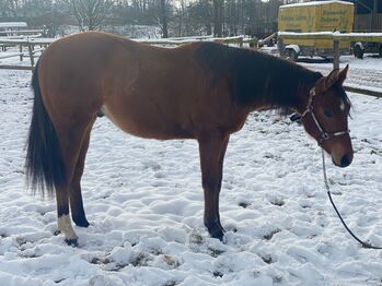 Traumhafter Quarter Horse Nachwuchs sucht förderndes Zuhause, Kerstin Rehbehn (Pferdemarketing Ost), Horses For Sale, Nienburg