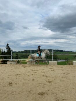 Verkaufe Traum Wallach