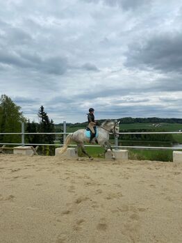 Verkaufe Traum Wallach, Alexandra Eder, Horses For Sale, Hiltenwiesen