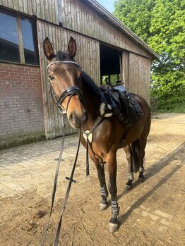 Traumstute / Westfalen Stute / 8 jährig / A* gewonnen