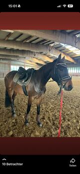 Traumstute / Westfalen Stute / 8 jährig / A* gewonnen