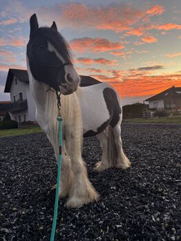 Traum-Tinker, Rafaela Laura Adler, Horses For Sale, Klein Eberharts