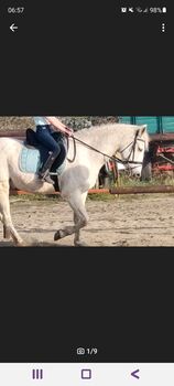 Traum-Wallach (Kinder- und Anfängerpferd), Sarah, Horses For Sale, Bergheim