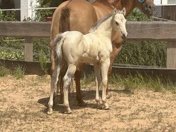 Traumhaftes Buckskin Paint Horse Fohlen - sportlich & liebenswert!