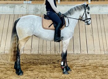 Traumhafte Connemarastute 4 Jahre, 1,48 m, lieb & easy zu reiten, Carolin, Horses For Sale, Hohenroth 