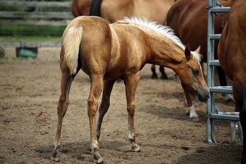 Traumhafte gold palomino rabicano Quarter Horse Stute mit top Abstammung, Kerstin Rehbehn (Pferdemarketing Ost), Horses For Sale, Nienburg