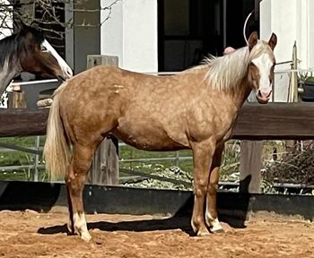 traumhafte Enkelin von Mobster/Rooster, Kerstin Rehbehn (Pferdemarketing Ost), Horses For Sale, Nienburg