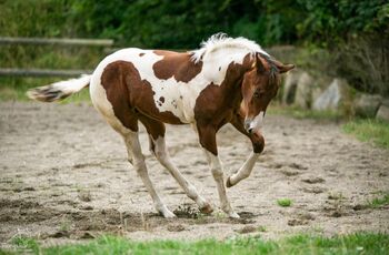 Traumhaftes Paint Horse Stute Fohlen APHA