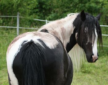 Traumhafte Pinto Rappscheckstute tragend, Tina, Horses For Sale, Calden