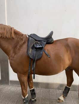 Dresch Dressursattel, Dresch, Joya Borgward-Cromd, Dressage Saddle, München