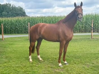 Dressurpferd/Allrounder/rittige Stute mit Perspektive, Steffi, Horses For Sale, Sassenberg