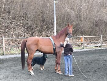 Dressurpferd Hannoveraner Wallach, Tanja Kasper , Horses For Sale, Breitenfurt bei Wien