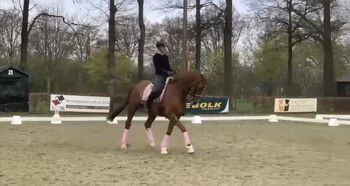 Dressurpferd, Sandra Schmitz, Horses For Sale, Bedburg