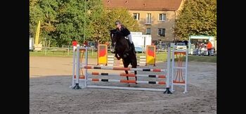 Dressurpferd/Springpferd