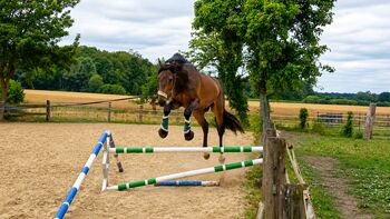 Dressurpferd, Freizeitpferd, Allrounder